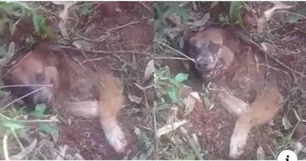 Sin piedad, un perro fue enterrado vivo - Digital Misiones