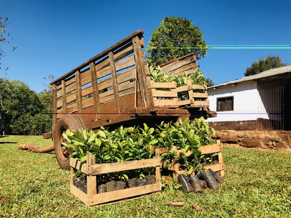 A Todo Pulmón planta más de 12 mil árboles de Yerba Mate en el Guairá » Ñanduti