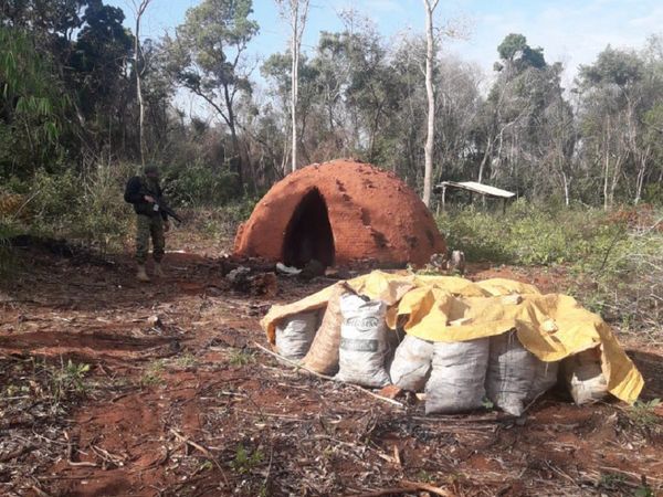 Tres aprehendidos por tala de árboles en Concepción