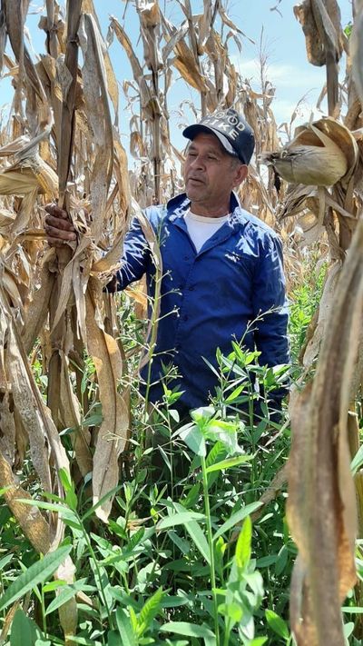Uso de biotecnología agrícola facilita el arraigo en Caazapá - Nacionales - ABC Color