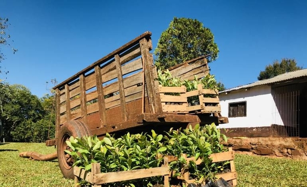 HOY / Plantan más de 12 mil árboles de Yerba Mate en el Guairá