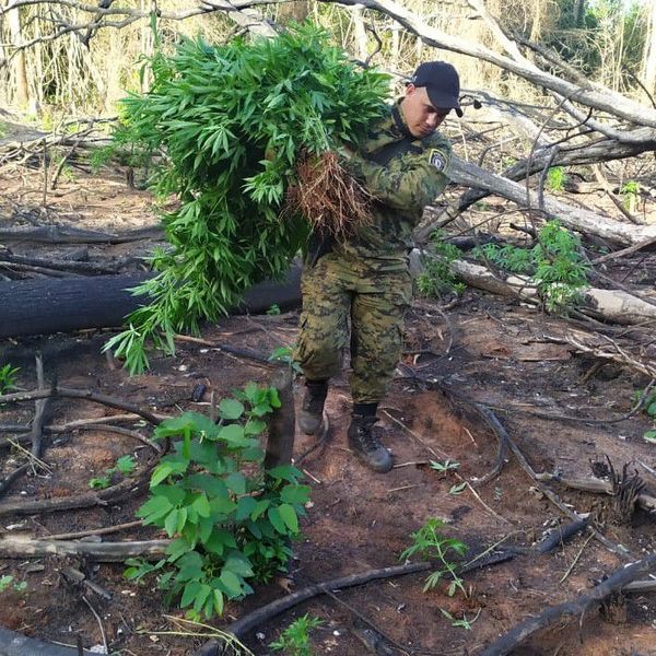 Destruyen cultivos de marihuana en reserva Morombí - Nacionales - ABC Color