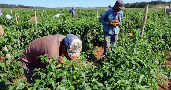 Agricultura crecería en torno al 6% en este año