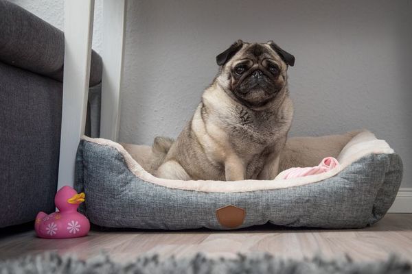 Cómo lograr que el perro quede solo en casa - Mascotas - ABC Color