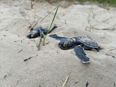 Eclosión de tortugas marinas en peligro de extinción en las Islas Galápagos