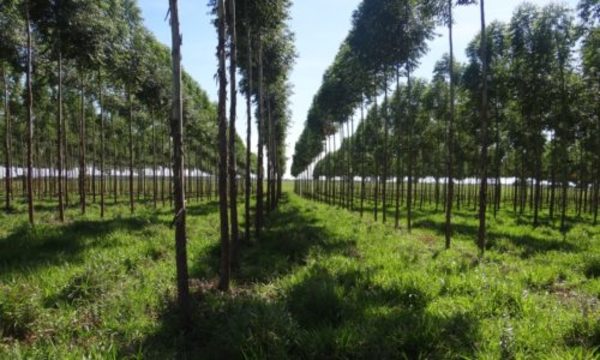 » INFONA apuesta por la producción forestal sostenible como alternativa para reducir la pobreza en el campo