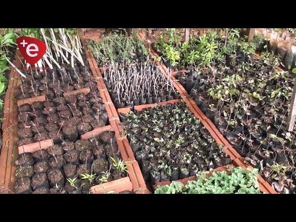 INVERNADERO MUNICIPAL REPRODUCE PLANTAS MEDICINALES Y ÁRBOLES NATIVOS