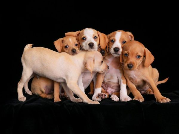 Mascotas a domicilio: La adopción se reinventa por la pandemia