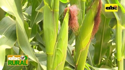 Apuesta a cultivos extensivos asociados - ABC Rural - ABC Color