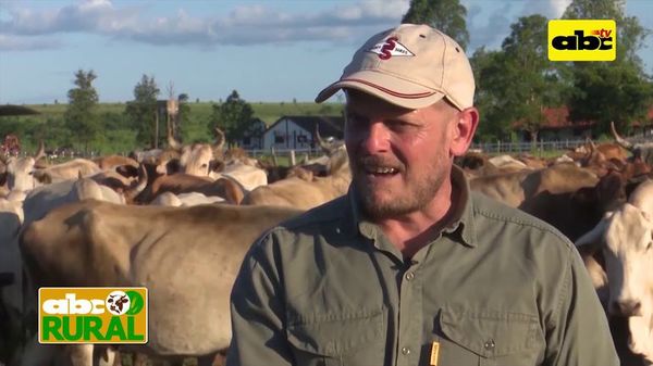 Manejo de vacas en gestación para lograr una reposición estratégica - ABC Rural - ABC Color