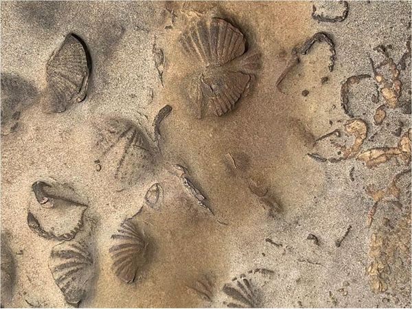 Hallan restos fósiles de animales marinos en una reserva indígena en Bolivia