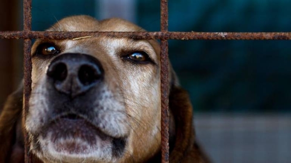 HOY / Condenan a hombre que mató a machetazos a un perro