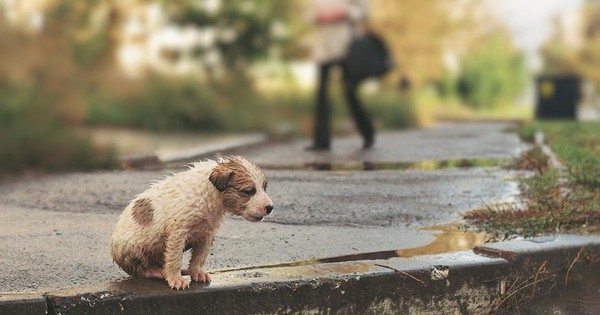 Mató a un perro y fue condenado a dos años de cárcel