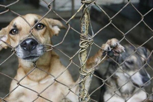 Primera condena en Paraguay por maltrato y crueldad animal | Noticias Paraguay