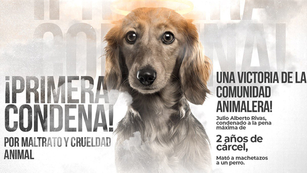 Histórico en Paraguay: Condenaron a 2 años de cárcel a hombre que mató a su perro