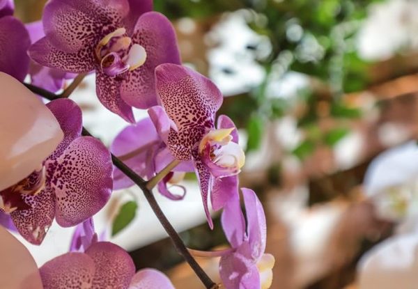 Centro de exposición de orquídeas reabre sus puertas bajo medidas sanitarias » Ñanduti