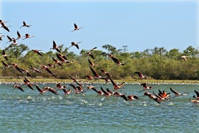 En el Día Mundial del Medio Ambiente recuerdan proteger la biodiversidad » Ñanduti