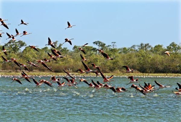 En el Día Mundial del Medio Ambiente recuerdan proteger la biodiversidad » Ñanduti