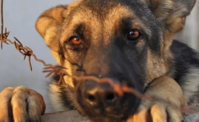 Máxima condena a un hombre por matar a un perro y agredir a otro