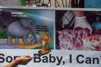 Conmoción por la agonía de una elefante salvaje - Mundo - ABC Color