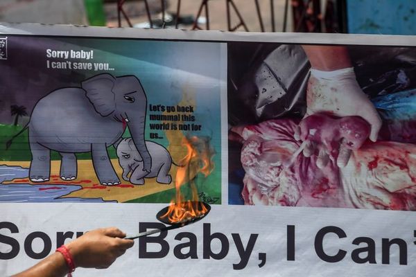 Conmoción por la agonía de una elefante salvaje - Mundo - ABC Color