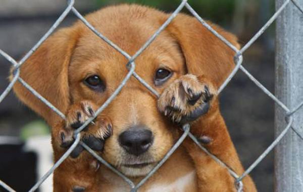 Rescatistas afirman que la Dirección de Defensa Animal confundió a la ciudadanía ya que condenado no irá a la cárcel » Ñanduti