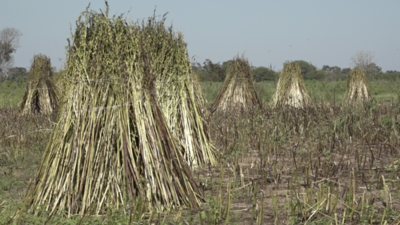 Por sequía trabajan en preparación de suelo para cultivos de sésamo 