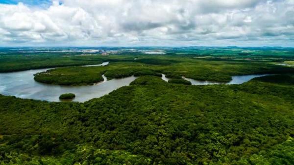 Reino Unido dona 78,3 millones de dólares para proteger Amazonia colombiana » Ñanduti