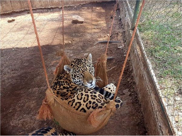 Animales incautados a narcos sobreviven con donaciones durante la pandemia