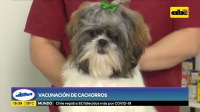 Importancia de la vacunación de cachorros - ABC Noticias - ABC Color