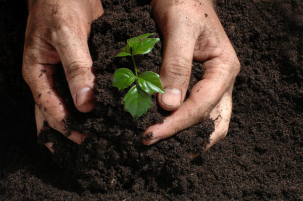 En el mes del medioambiente A Todo Pulmón lanza su campaña de plantación de árboles Paraguay Planta » Ñanduti