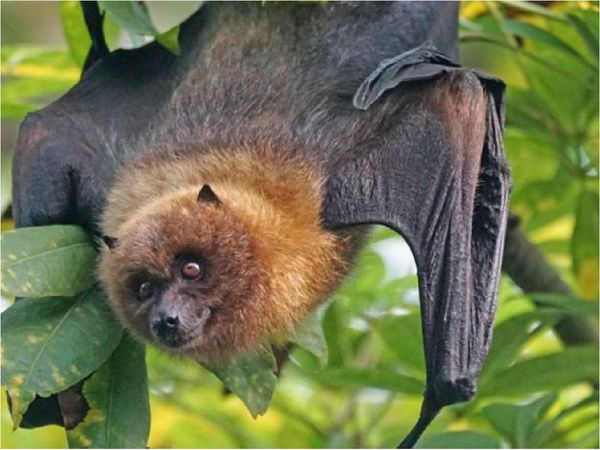 China: Hallan cientos de nuevos coronavirus en murciélagos