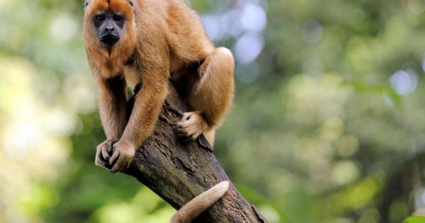Rescataron cinco monos aulladores en Mbocayaty