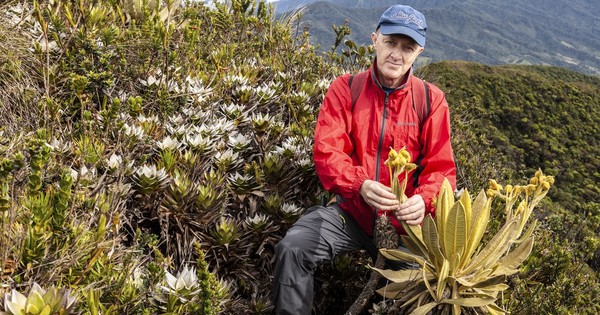 Descubren especie de frailejón en Colombia, clave en la preservación del agua