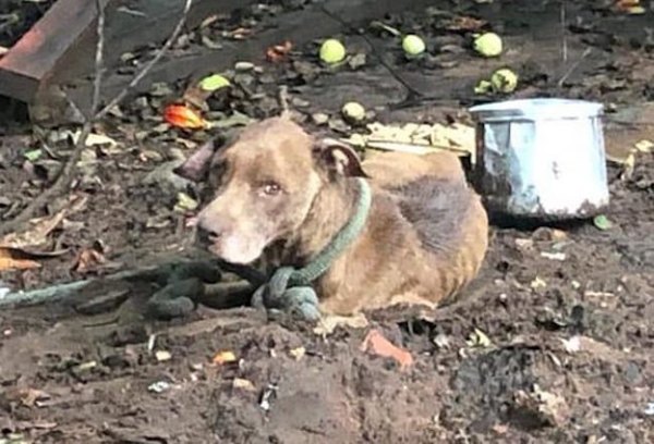 HABLÓ EL CONDENADO QUE MATÓ A UN PERRO: “Estoy arrepentido” | Crónica