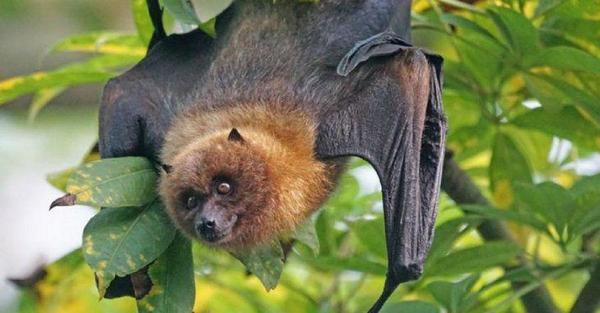 China: Hallan cientos de nuevos coronavirus en murciélagos – Prensa 5
