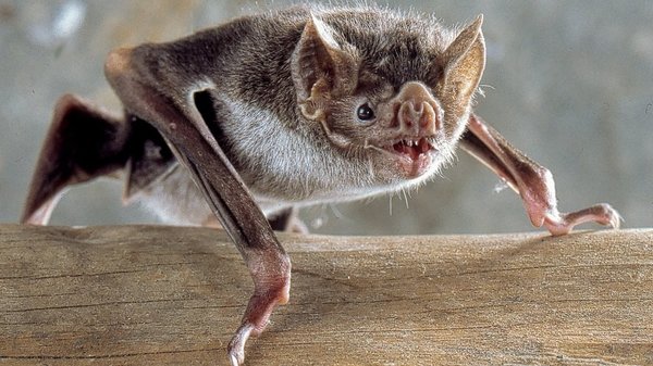 Hallan alarmante cantidad de nuevos coronavirus en murciélagos en China | Noticias Paraguay