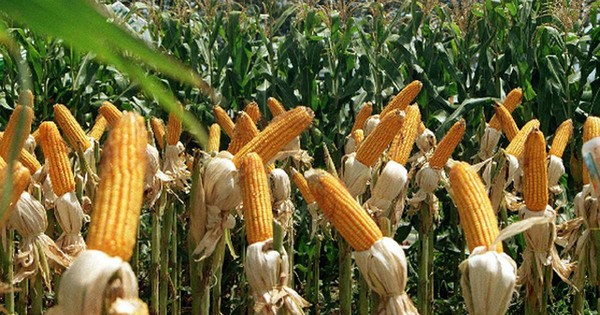 Productores lamentan que precios del maíz sigan bajos