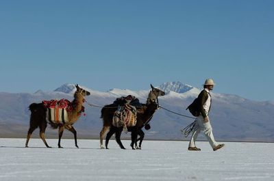 Caravana de llamas por Zoom y venta futura: el turismo argentino se reinventa - Mundo - ABC Color