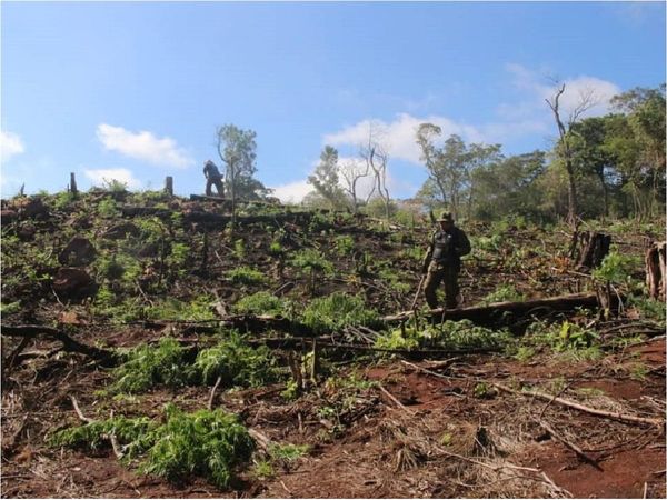 Destruyen 18 hectáreas de marihuana en el Parque Cerro Corá