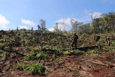 Destruyen 18 hectáreas de marihuana en el Parque Nacional Cerro Corá