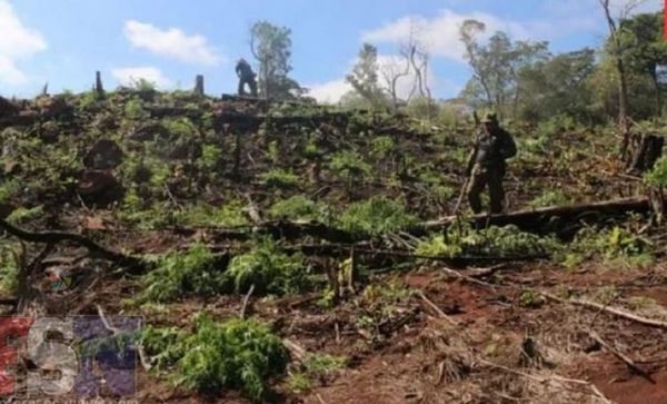 Guardaparques y la FTC destruyeron 18 hectáreas de marihuana en el Parque Nacional Cerro Corá