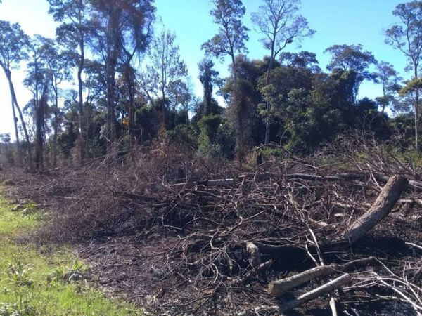 Cuarentena  es aprovechada para la cacería furtiva y la deforestación