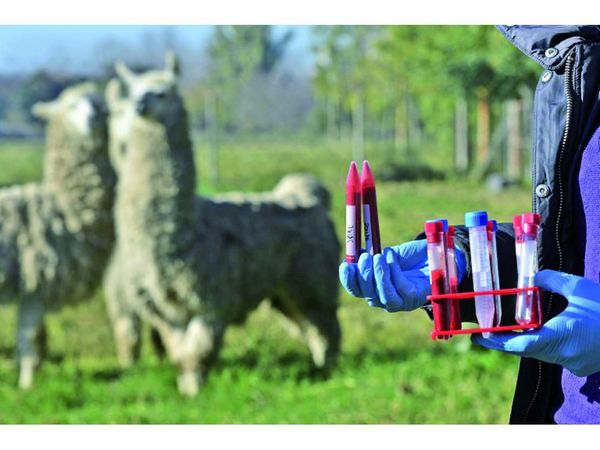Domadoras de virus buscan en las llamas respuestas al Covid-19