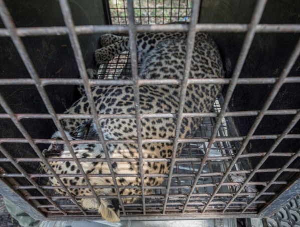 Cambio climático aboca al conflicto a hombres y leopardos en Asia Central - Mundo - ABC Color