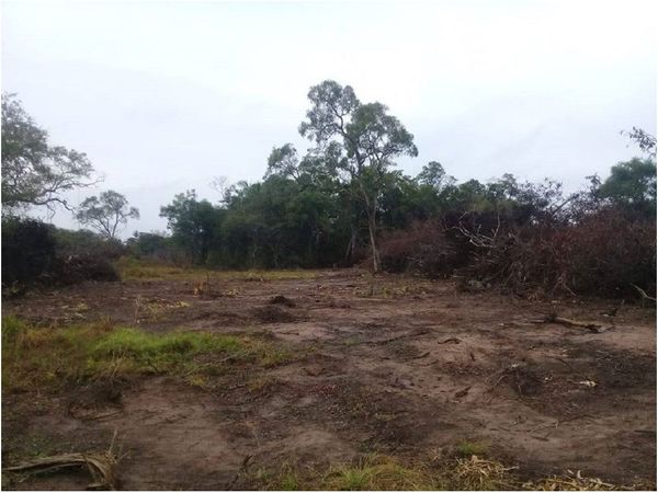 Hallan explotación ambiental ilícita en San Alfredo