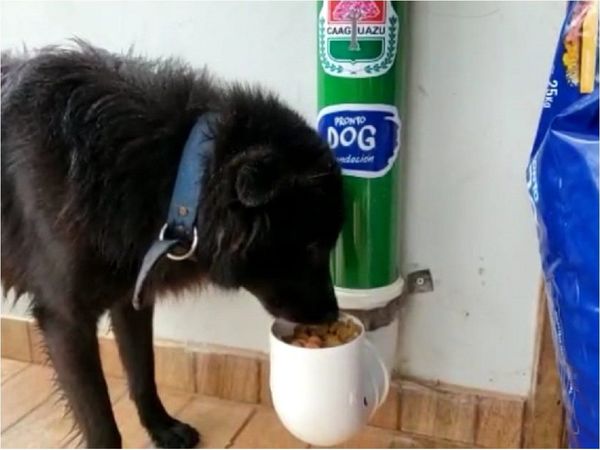 Caaguazú ya cuenta con comederos para perros callejeros
