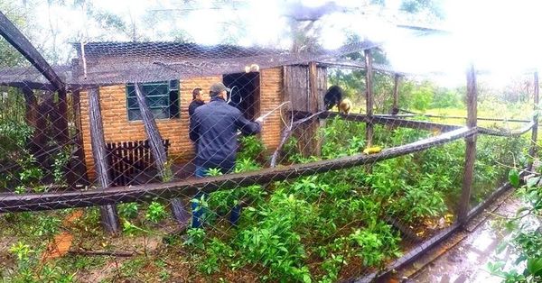 Monos en cautiverio fueron rescatados tras intervención - Nacionales - ABC Color