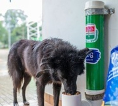 Perros de la calle tendrán comedores en Caaguazú - Paraguay.com