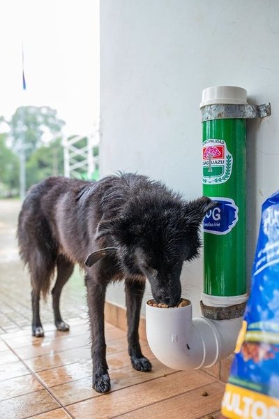 Caaguazú ya tiene comedores para perritos de la calle | Noticias Paraguay